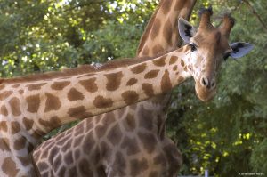 Girafe © Zoo des Sables - Paul Eric